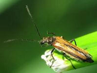 Oedemera femorata, Gemeiner Scheinbockkäfer