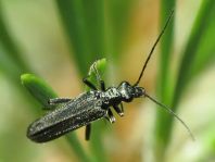Oedemera