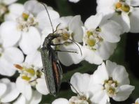 Oedemera