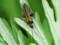 Oedemera femorata, Gemeiner Scheinbockkäfer
