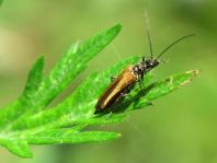 Oedemera femorata, Gemeiner Scheinbockkäfer