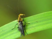 Oedemera femorata, Gemeiner Scheinbockkäfer