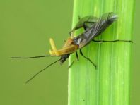 Oedemera femorata, Gemeiner Scheinbockkäfer