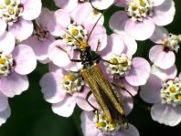 Oedemera femorata, Gemeiner Scheinbockkäfer