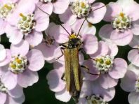 Oedemera femorata, Gemeiner Scheinbockkäfer