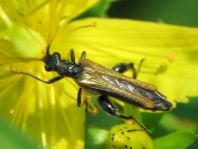 Oedemera femorata, Gemeiner Scheinbockkäfer