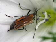 Oedemera femorata, Gemeiner Scheinbockkäfer
