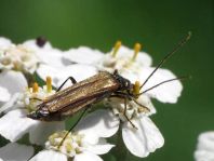 Oedemera femorata, Gemeiner Scheinbockkäfer