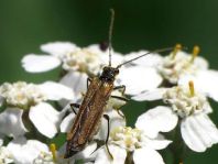 Oedemera femorata, Gemeiner Scheinbockkäfer
