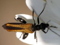 Oedemera femorata, Gemeiner Scheinbockkäfer