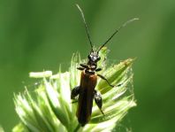 Oedemera femorata, Gemeiner Scheinbockkäfer