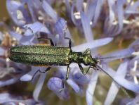 Oedemera
