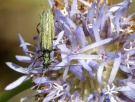 Oedemera