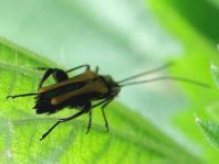Oedemera femorata, Gemeiner Scheinbockkäfer