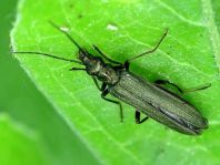 Oedemera