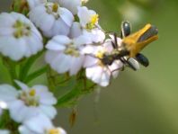 Oedemera femorata, Gemeiner Scheinbockkäfer