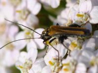 Oedemera femorata, Gemeiner Scheinbockkäfer
