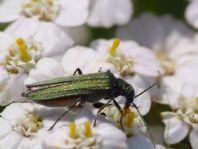 Oedemera