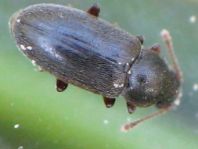 Telmatophilus typhae