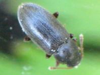 Telmatophilus typhae
