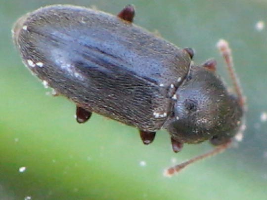Telmatophilus typhae