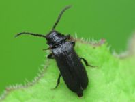 Drilus concolor