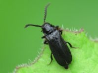 Drilus concolor