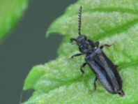 Drilus concolor