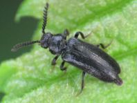 Drilus concolor