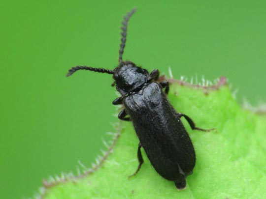Drilus concolor