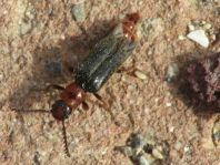 Malacogaster tilloides