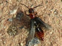 Malacogaster tilloides