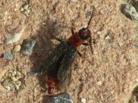 Malacogaster tilloides