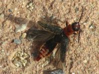 Malacogaster tilloides