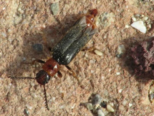 Malacogaster tilloides