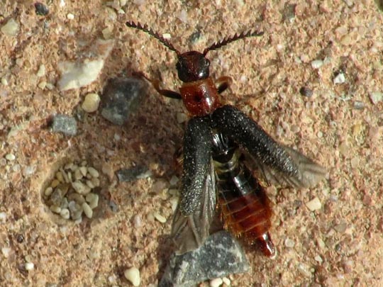 Malacogaster tilloides