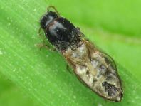 Elateridae, Schnellkäfer