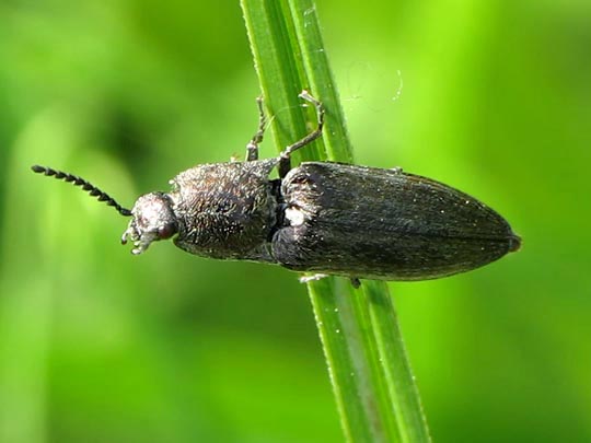 Actenicerus sjaelandicus
