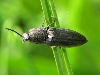 Actenicerus sjaelandicus