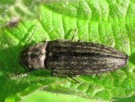 Actenicerus sjaelandicus