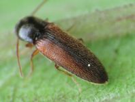Adrastus