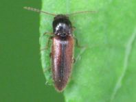 Adrastus