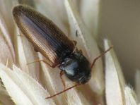 Adrastus