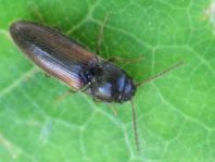 Adrastus