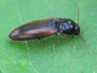 Adrastus