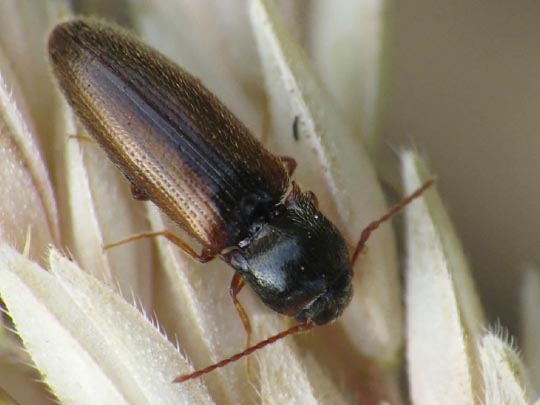 Adrastus sp.