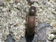 Agriotes sp.