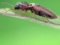 Agriotes sputator