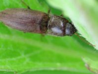 Agriotes sputator