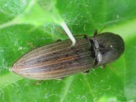 Agriotes lineatus